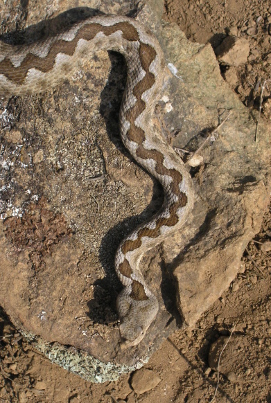 Vipera ammodytes