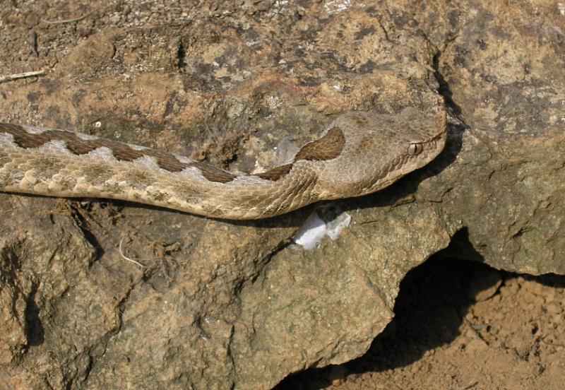 Vipera ammodytes
