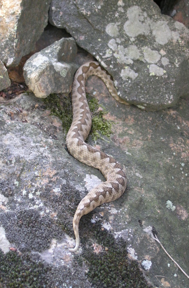 Vipera ammodytes