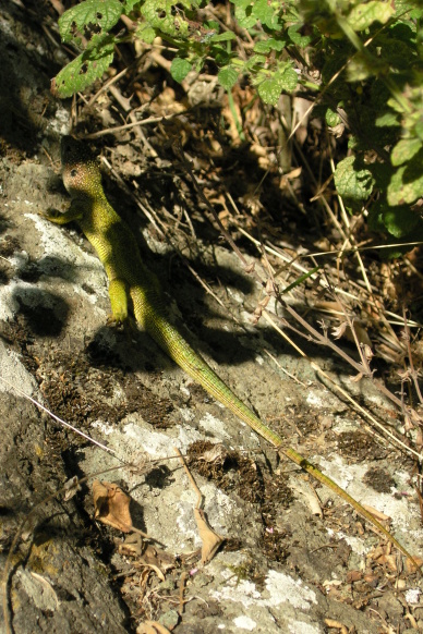 Lacerta viridis