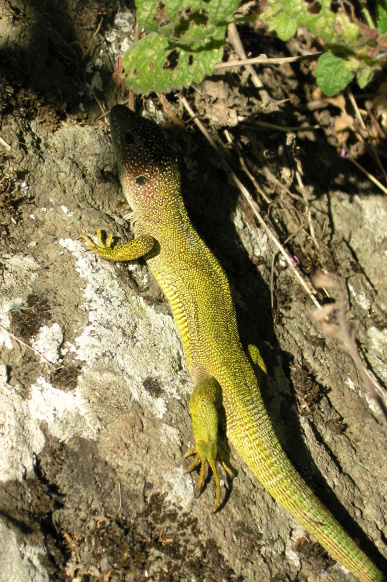 Lacerta viridis