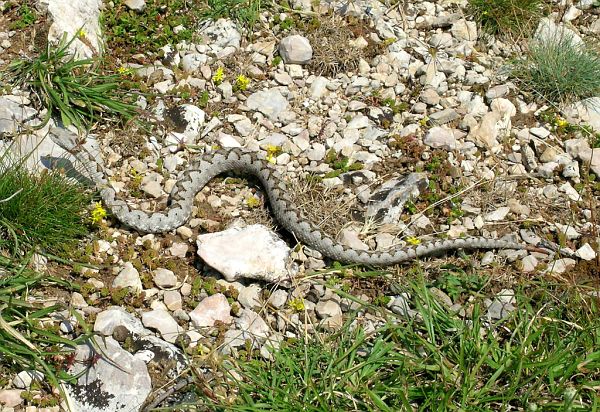 Vipera ammodytes