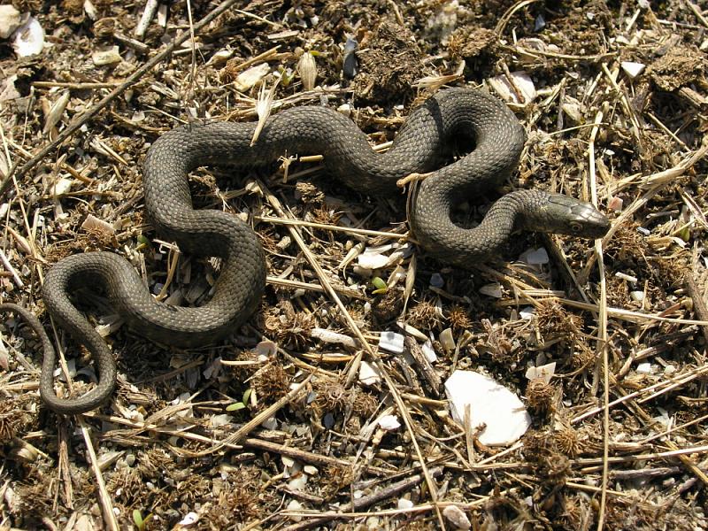 Natrix tessellata