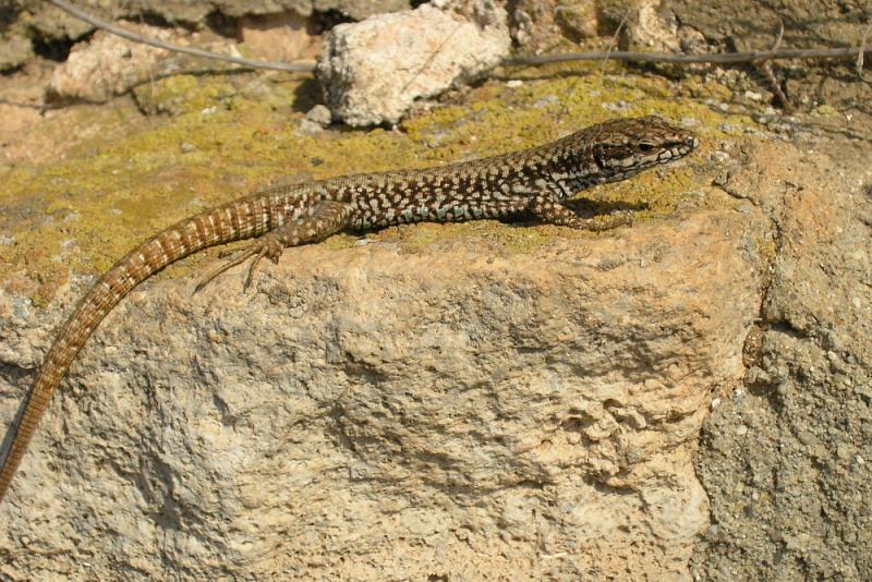 Podarcis muralis