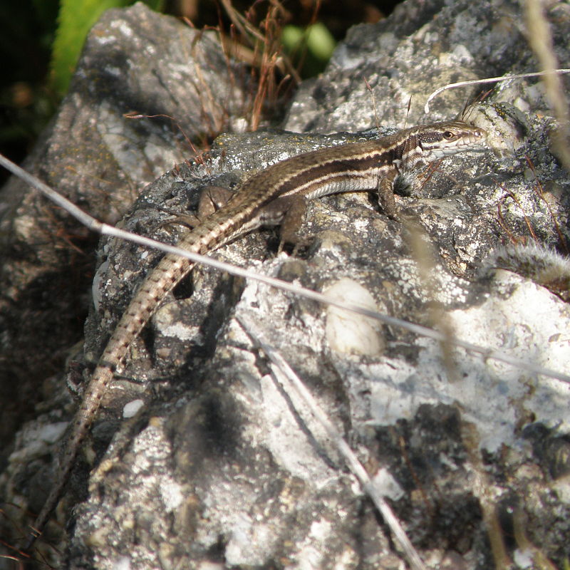 Podarcis muralis