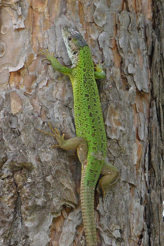 Lacerta viridis