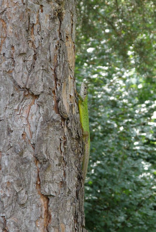 Lacerta viridis