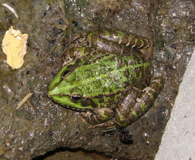 Pelophylax ridibundus