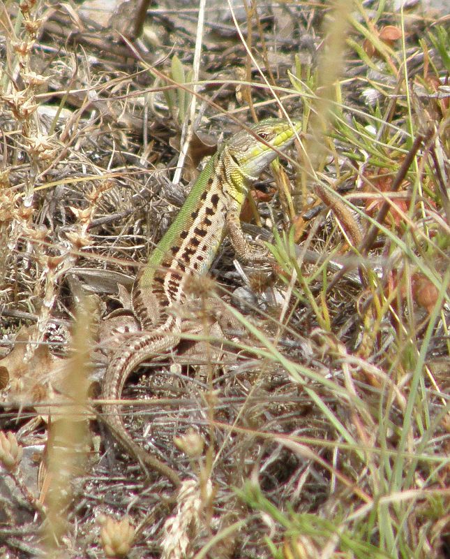 Podarcis tauricus