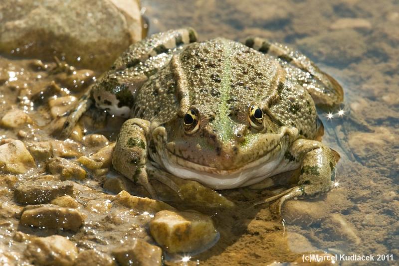 Pelophylax ridibundus