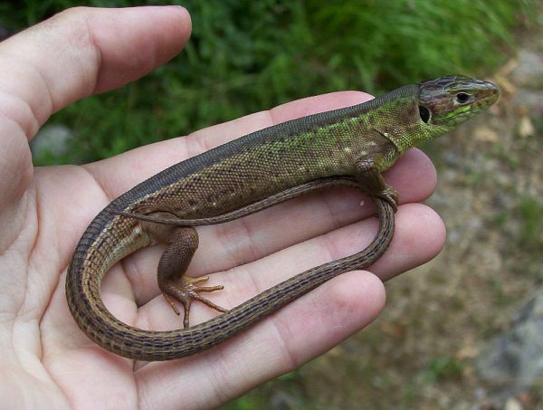 Lacerta viridis