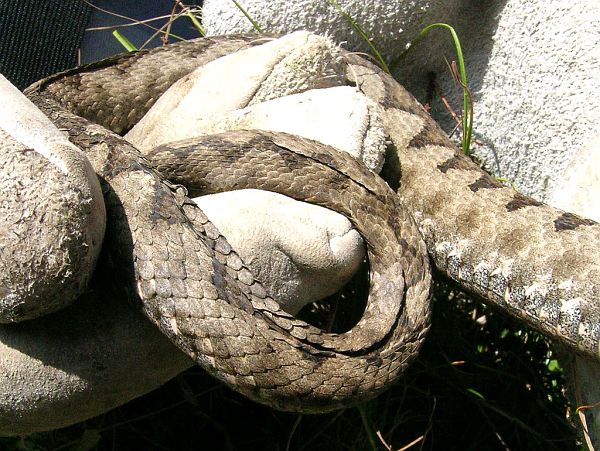 Vipera ammodytes