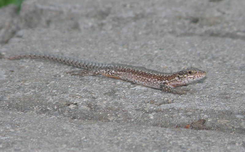 Podarcis muralis