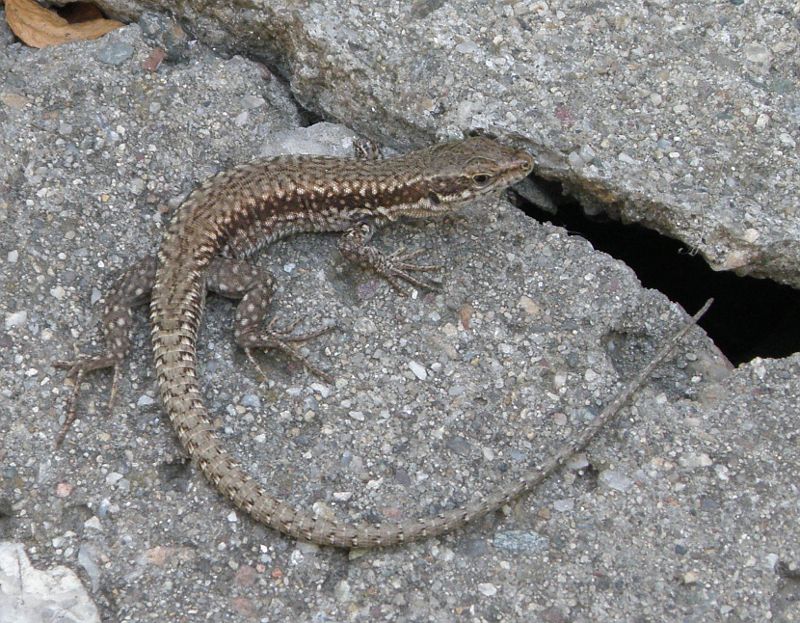 Podarcis muralis