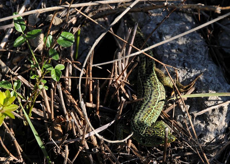 Lacerta viridis