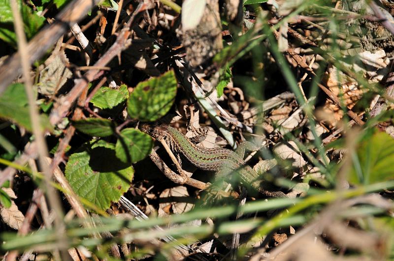 Podarcis melisellensis