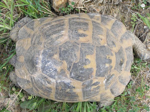 Testudo graeca