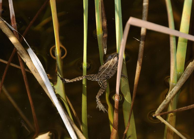 Pelophylax ridibundus