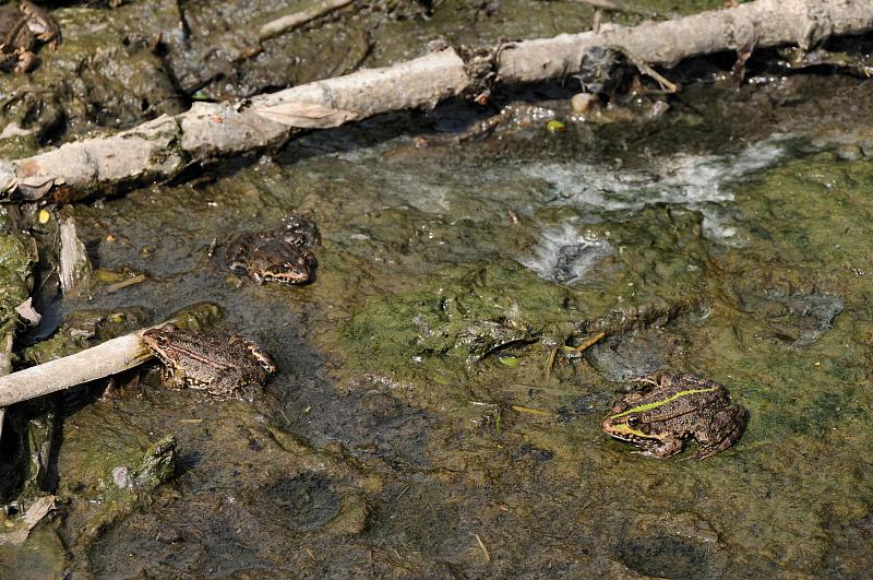 Pelophylax ridibundus