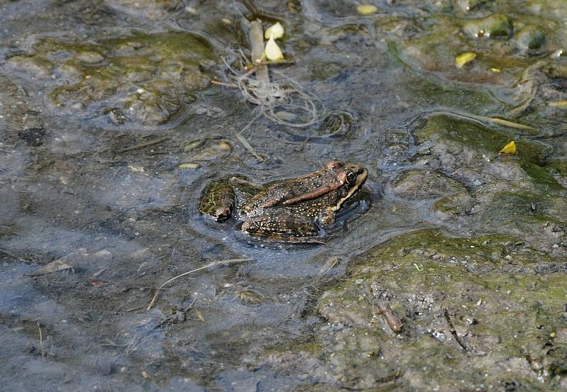 Pelophylax ridibundus