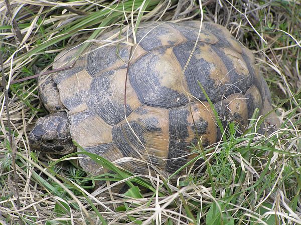 Testudo graeca