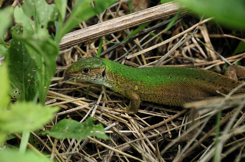 Lacerta viridis