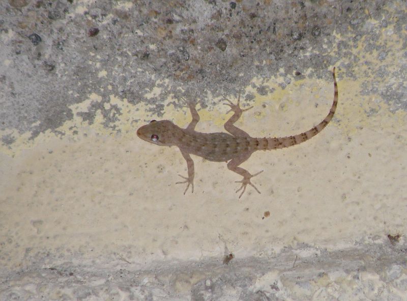 Mediodactylus kotschyi