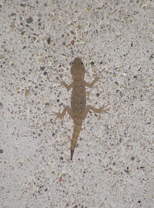 Mediodactylus kotschyi