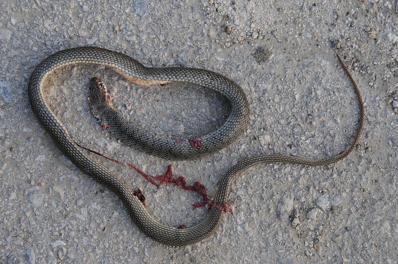 Dolichophis caspius