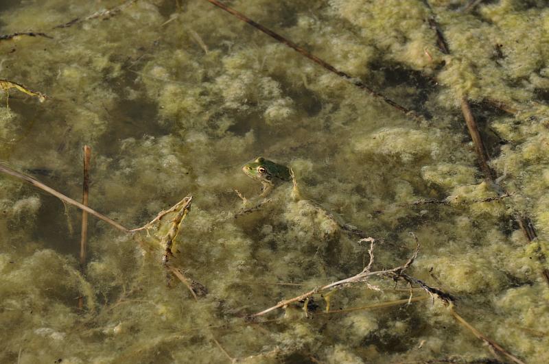 Pelophylax ridibundus