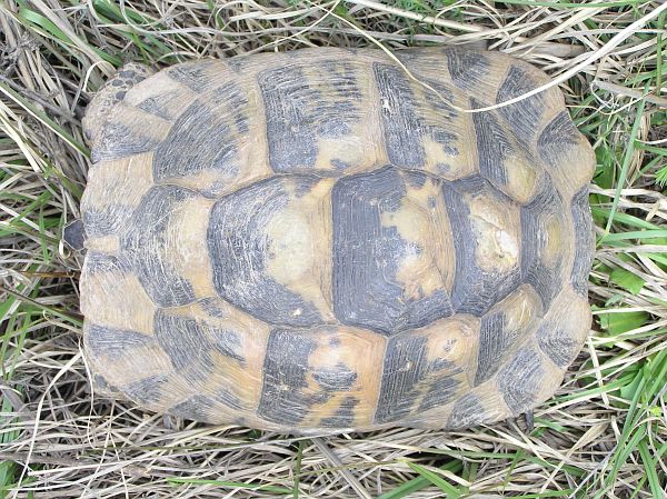 Testudo graeca