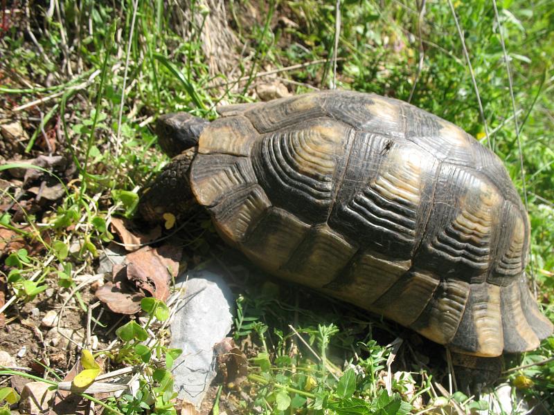 Testudo marginata