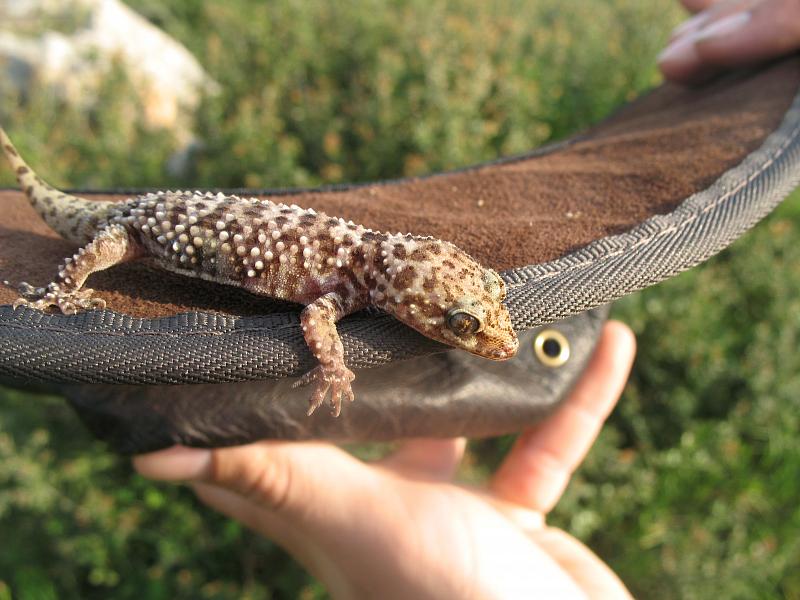 Hemidactylus turcicus