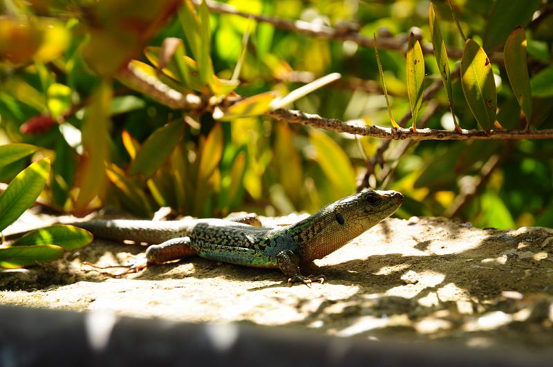 Podarcis peloponnesiacus