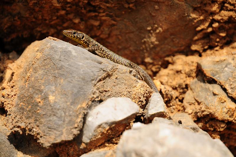 Hellenolacerta graeca