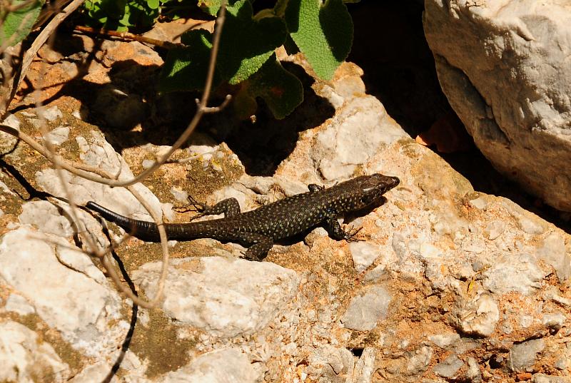 Hellenolacerta graeca