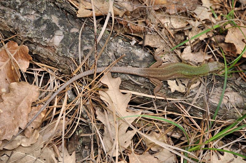 Lacerta viridis