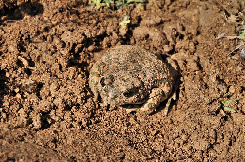 Pseudepidalea viridis