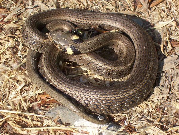 Natrix natrix