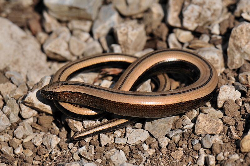 Anguis fragilis s.l.