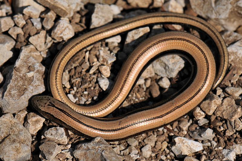 Anguis fragilis s.l.