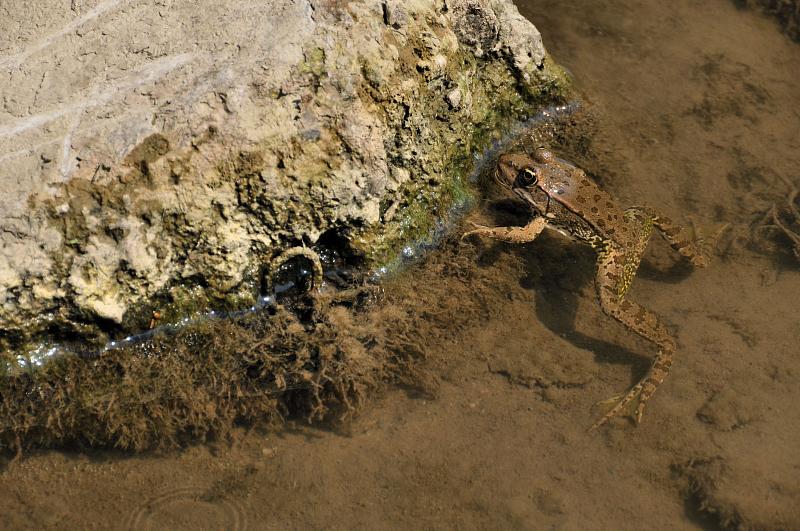 Pelophylax ridibundus