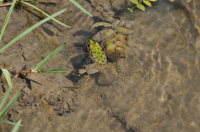 Pelophylax ridibundus