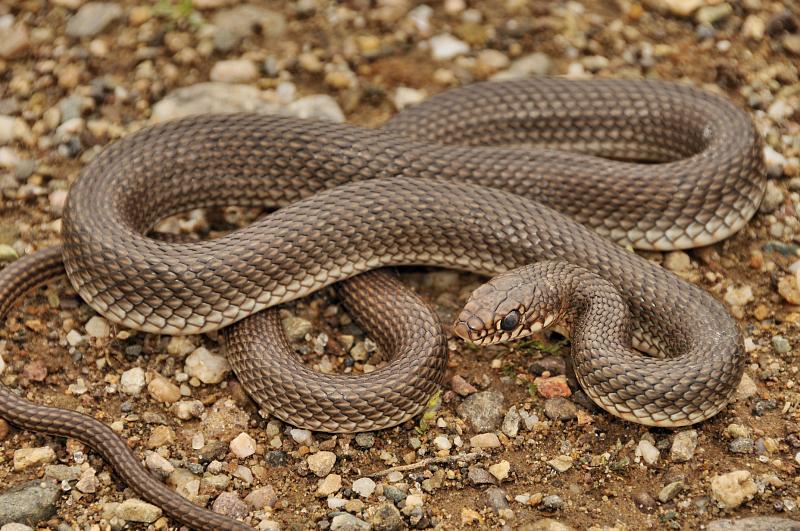 Dolichophis caspius