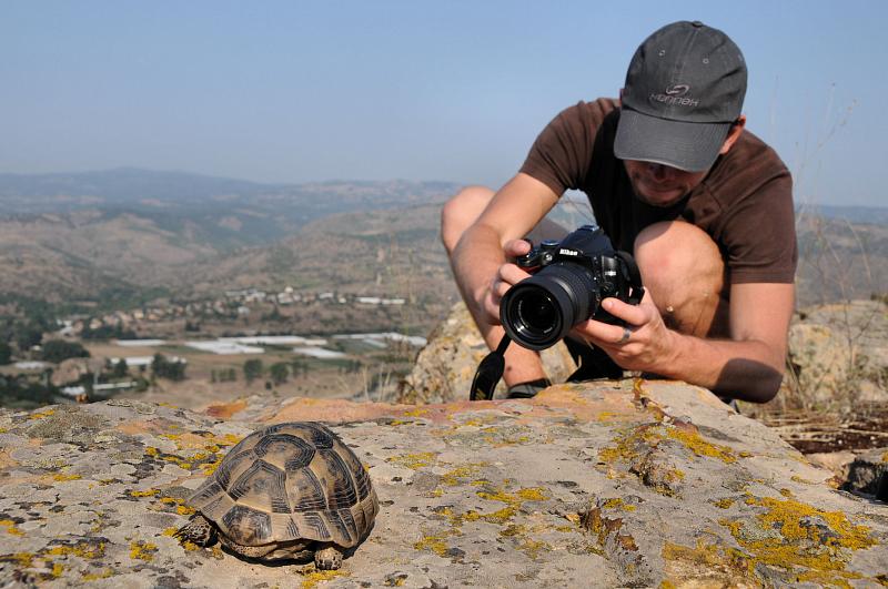 Testudo graeca