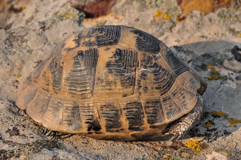 Testudo graeca