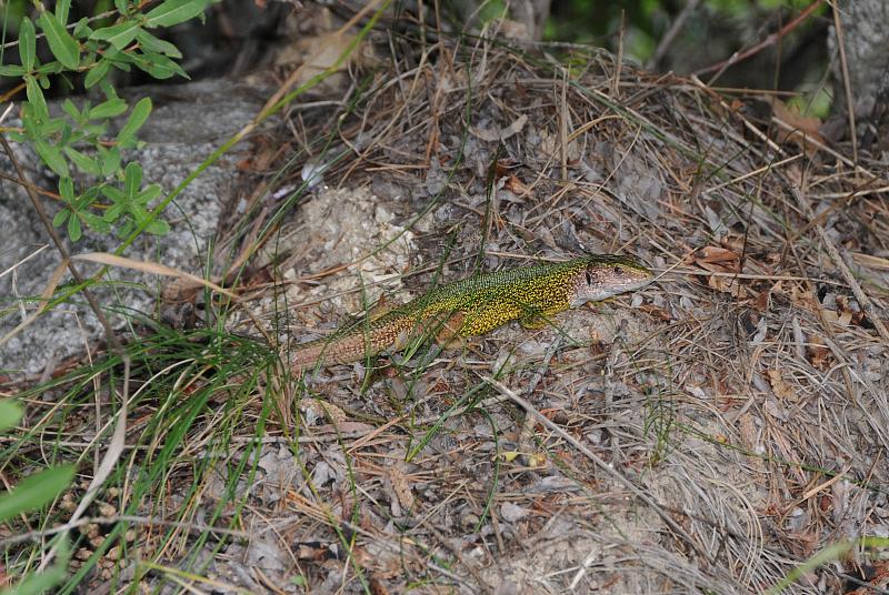 Lacerta viridis