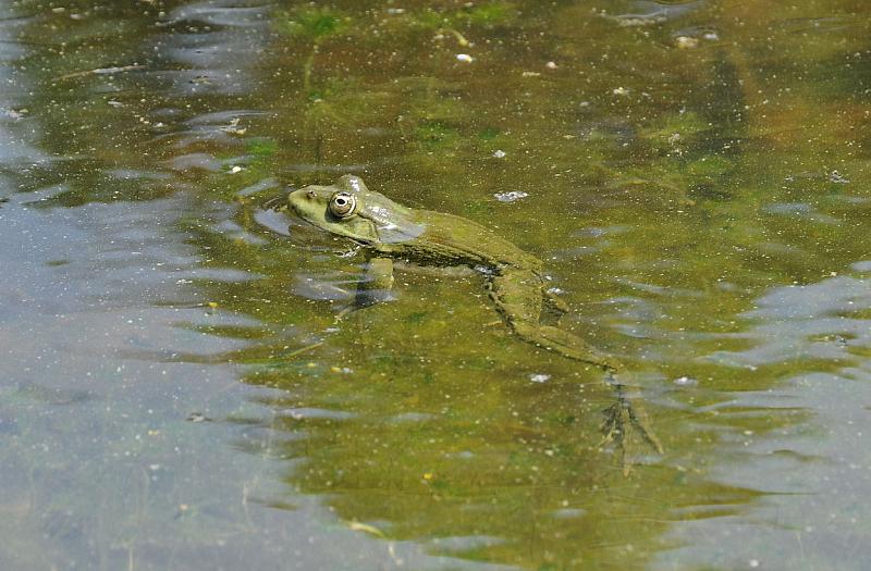 Pelophylax ridibundus