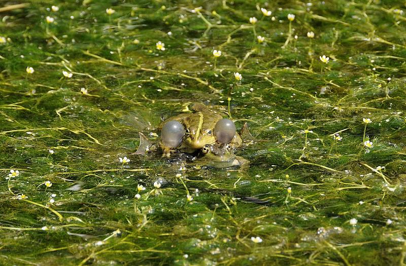 Pelophylax ridibundus