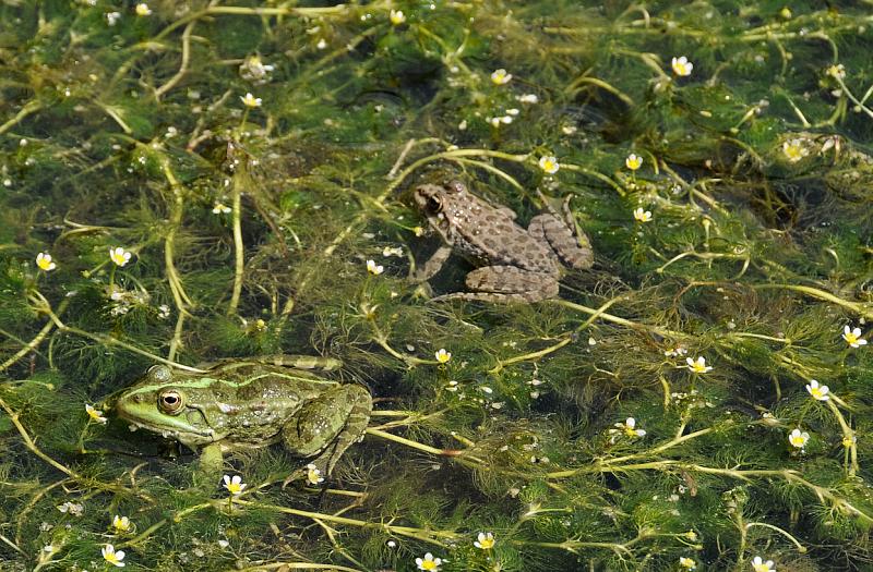 Pelophylax ridibundus